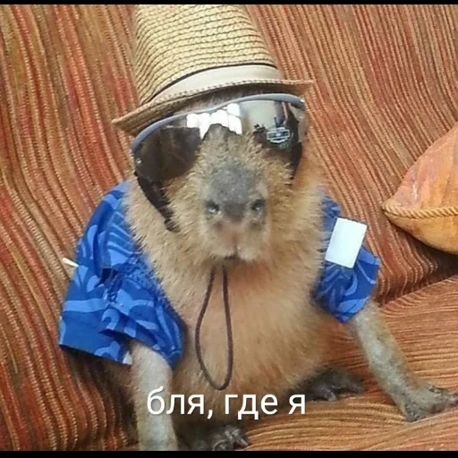 beaver, capybara, kapibara hat, kapibara is a suit, capybara ok i pull up