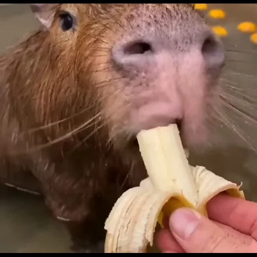 mensch, capybara, capibara ist lieb, capybara ist ein tier, kapibara isst mais