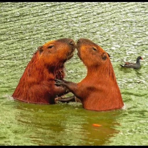 animaux, capybara, capybara mâle, charmant animal, dauphins
