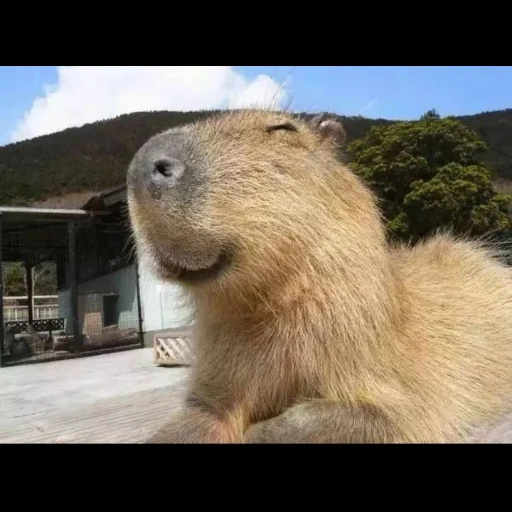 golfinho de água, capybara, querida capivara, capuz roedor, baiacu