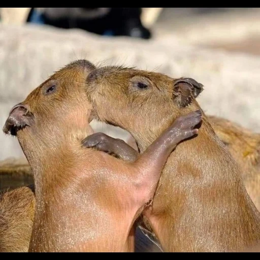 cumbunya, sayang capybara, anak capybara, binatang capybara, perkawinan capybara