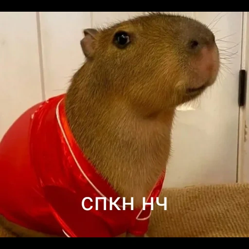 capybara, kapibara ignat, capibara is dear, kapibara is homemade, capybar animal