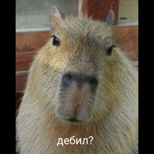 drôle, capybara, capybara sweetheart, capybara pleine face, capybara