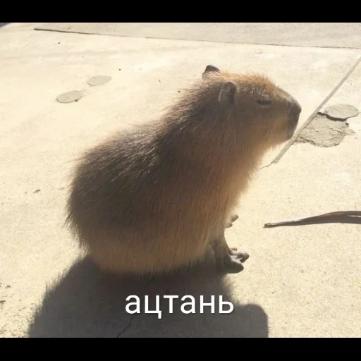 cat, capybara, kapibara rodent, capybar animal, dwarf capybara
