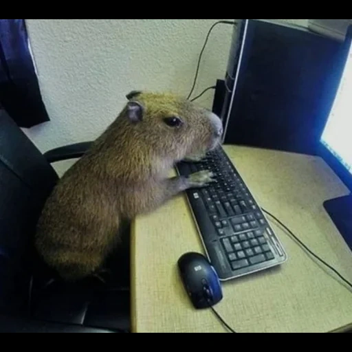 may, capybara, capybara, hamster informatique, souris derrière l'ordinateur