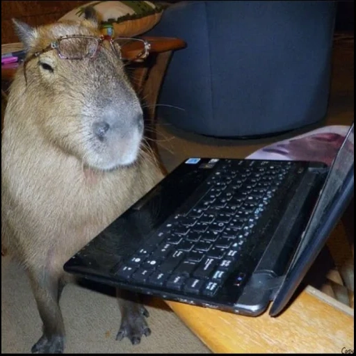 capybara, cobayes aquatiques, capybara, machines à laver, ordinateur capybara