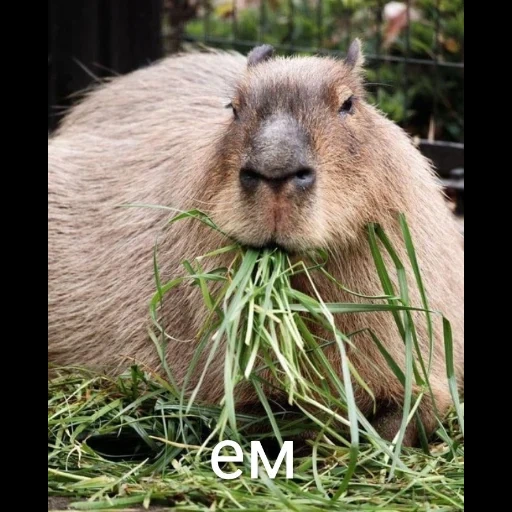 capybara, capibara ist lieb, schwein kapibar, cool capybara, capybara ist gewöhnlich