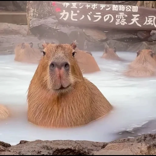 cumbunya, lumba-lumba botak, capybara tikus, binatang capybara, capybara tikus terbesar