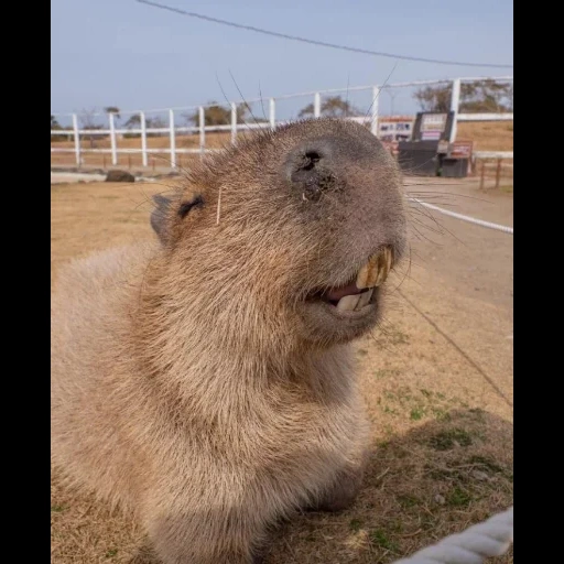 capybara, süße capybara, kapibara puziko, eine gute capybara, capybartier