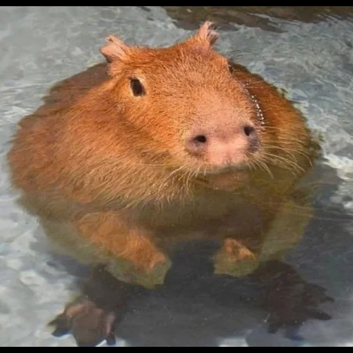 capybara, capibara ist lieb, schwein kapibar, capybara ist ein tier, kapibara ist andere tiere
