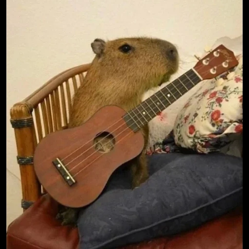 camera, telephone, carlo cashca, the phone is a camera, capybara is a guitar
