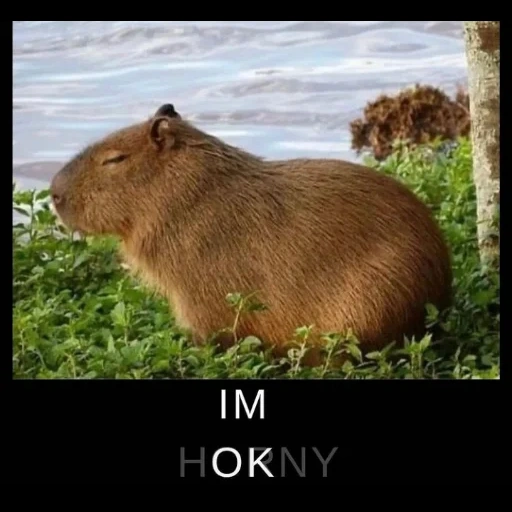 capybara, capybara de rongeur, petit capybara, capybara le plus grand rongeur, capybara cobaye