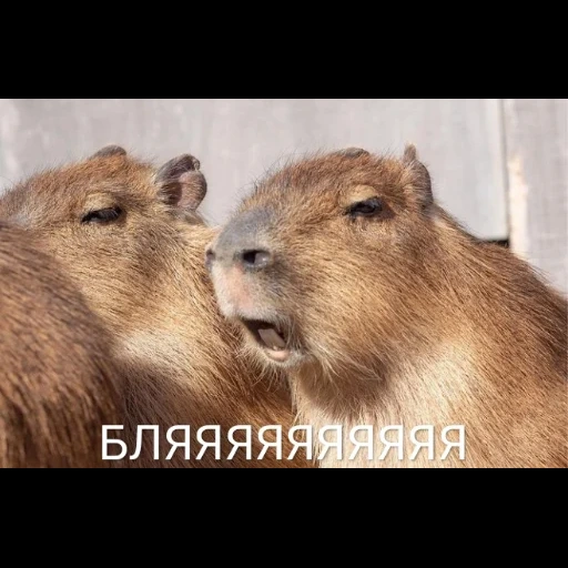 capybara, capibar bobr, kapibara ist lustig, capybartier, capybara familie