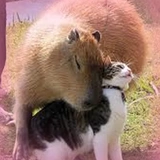 Capybara Are My Life