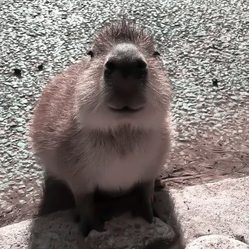 capybars, capybara, capibara è cara, animali divertenti, animale capybar