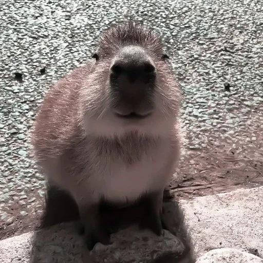 wasserschweine, capybara, capybara sweetheart, lächerliche tiere, wasserschweine