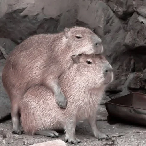 wasserschweine, die delphine, der große wasserschwein, wasserschweine, capybara paarung