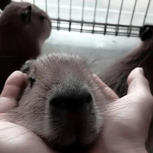 capybara, capybara yang manis, hewan capybar, capibar kecil, kapibara kelinci percobaan besar