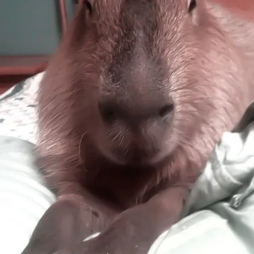 capybara, капибара, capibara, kapibara, капибара морская свинка
