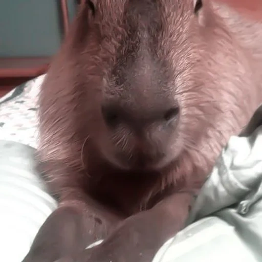 capybara, capybara, capibara, kapibara, kapibara è una cavia