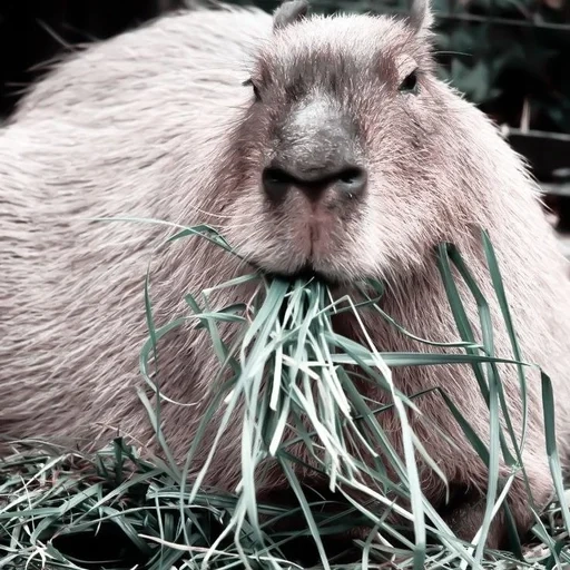 wykop, capybara, kapibara is sleeping, capybara is an animal, capybara is ordinary