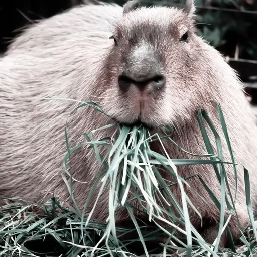 wykop, capybara, le capybara dort, capybara, capybara