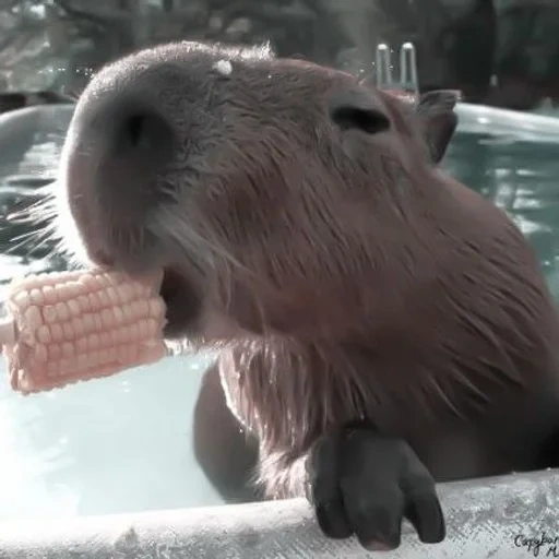 wasserschweine, capybara, capybara-meme, wasserschweine, große schweine wasserschweine