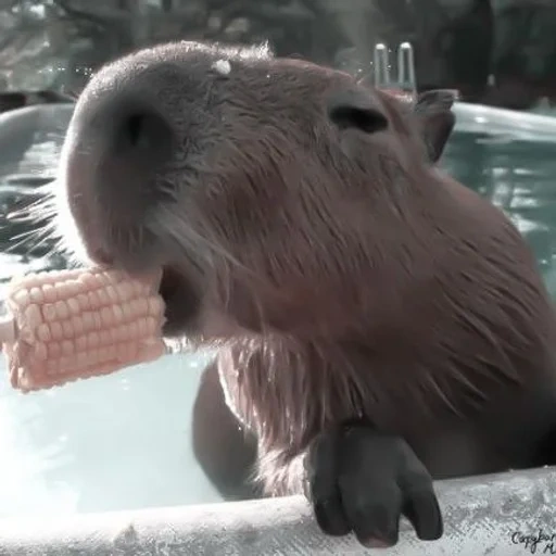 delfín de agua, capybara, molde de delfín de agua, delfín de agua, gran delfín de cerdo