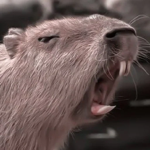 capybara, capybara chauve, capybara de rongeur, capybara, capybara domestique