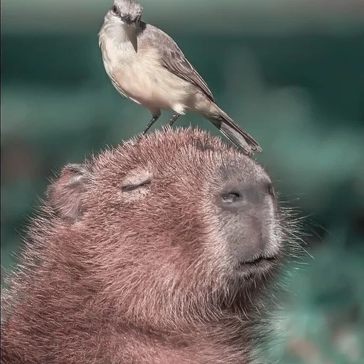 golfinho de água, golfinho malvado, capuz roedor, baiacu, o maior capivara de roedores