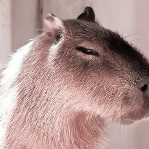 geladze, natalia, capybara, capibara sayang, kapibara hodent