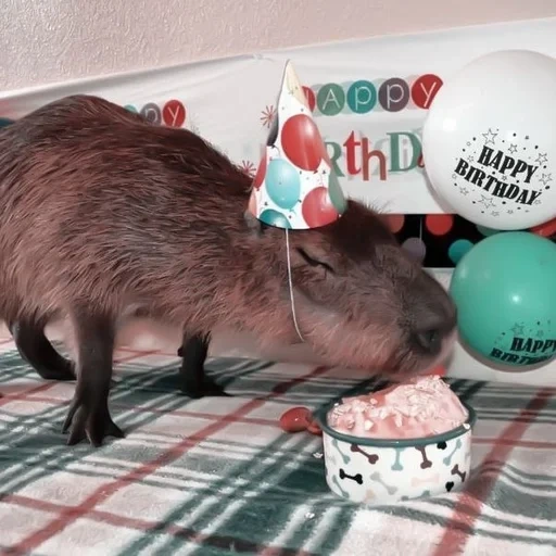 capybara, capybara sweetheart, drôle de capybara, capybara, anniversaire du capybara