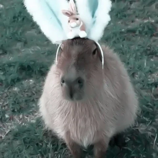 capybara, oreilles de capybara, capybara sweetheart, animal ridicule, capybara