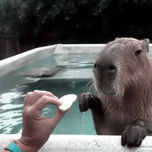 capybara, kapibara su di lei, pig kapibar, kapibara sotto la doccia, piccolo capibar