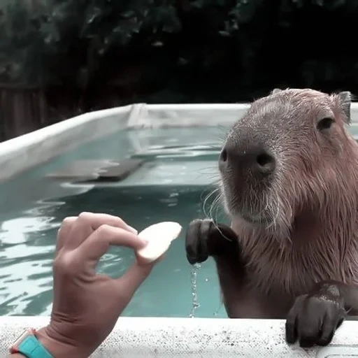 wasserschweine, capybara über sie, wasserschweine, wasserschweine in der dusche, wasserschwein