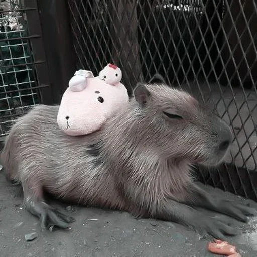 capybara, kapibara chan, kapibara hodent, kapibara luke hebat, capybara hewan pengerat terbesar