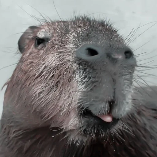 capybars, surrik bobr, senama, capybara san, capibars of beavers