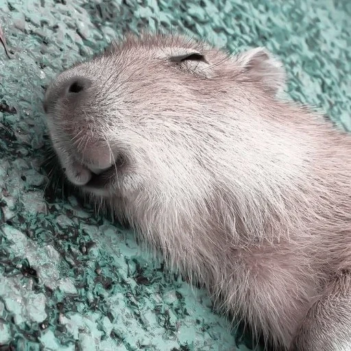 capybara, capybara, capybara cobaye, le joli visage du capybara, capybara cobaye