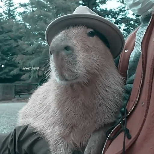 twitter, capybara, capybara mignon, capybara gison, capybara