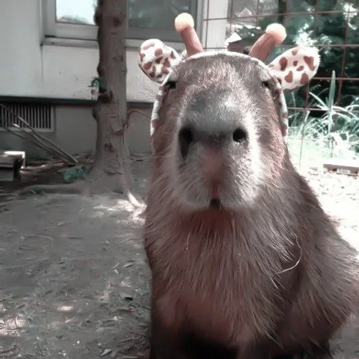 capybara, dolce capybara, rodibara rodibara, animale capybar, kapibara sorride