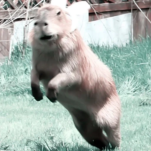 golfinho de água, gola de garra, querida capivara, baiacu, golfinho anão