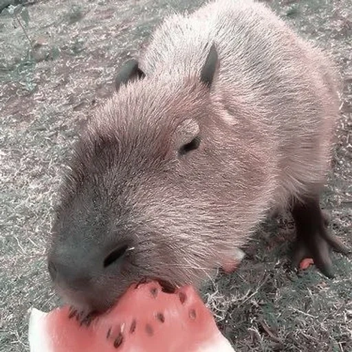 capybara, capybara de rongeur, capybara, capybara, capybara le plus grand rongeur