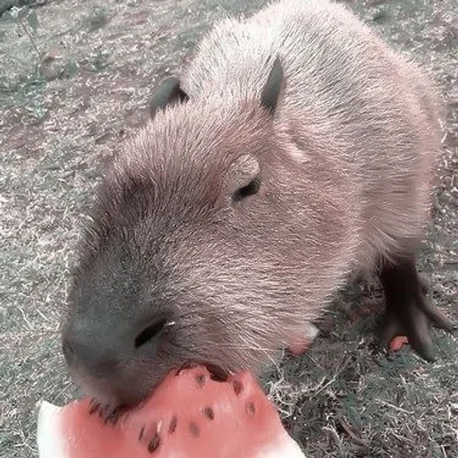 capybara, kapibara hodent, hewan capybar, pasokan air capybar, capybara hewan pengerat terbesar