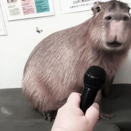 capybara, tikus capybara, kapibara hodent, hewan capybar, capybara hewan pengerat terbesar