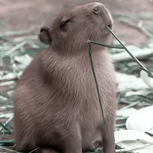 capybara, capybara cub, animale capybar, piccolo capibar, dwarf capybara
