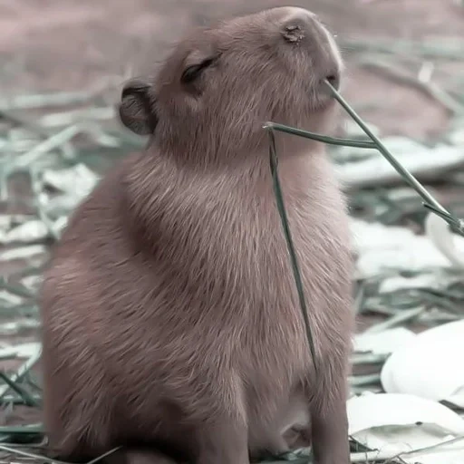 wasserschweine, wasserschweinwelpen, wasserschweine, wasserschwein, zwergwasserschwein