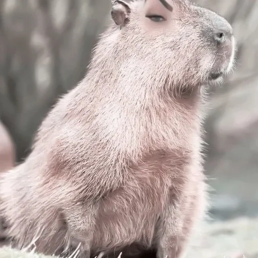 capybara, capybara è triste, animale capybar, piccolo capibar, il roditore più grande
