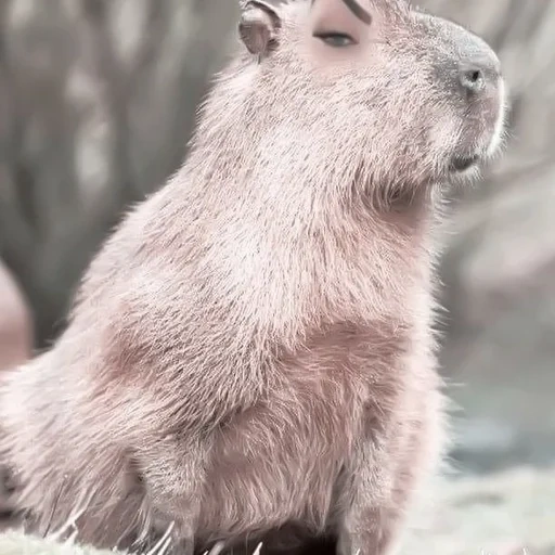 capybara, capybara sedih, hewan capybar, capibar kecil, hewan pengerat terbesar