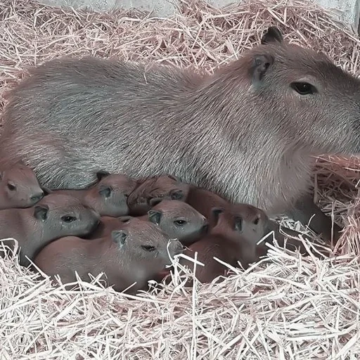 wasserschweine, wasserschweinwelpen, wasserschweine, wasserschweine, neugeborener wasserschwein