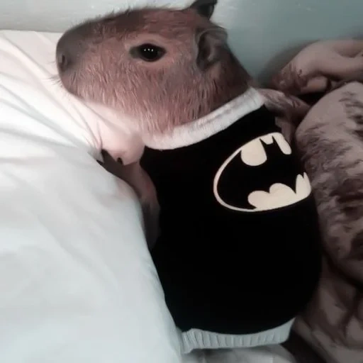 oct, twitter, capybara, elizabeth i, capybara batman